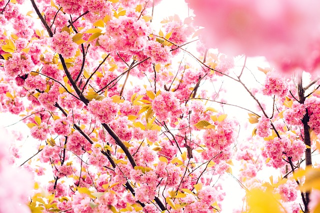 明るい色の桜の花