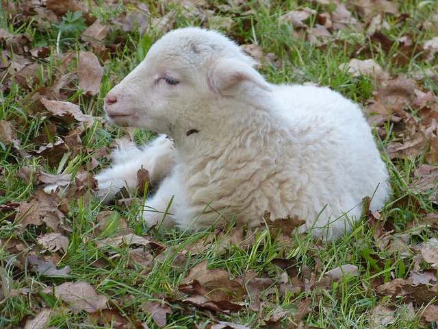 羊の赤ちゃん