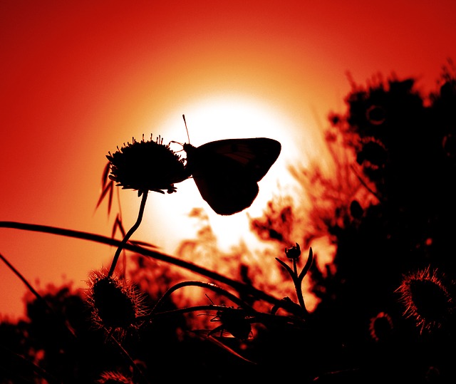 夕日に映える蝶
