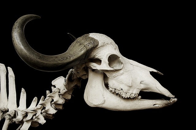 牛の頭蓋骨