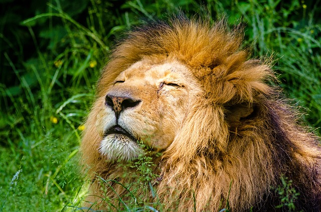 瞳を閉じたライオン