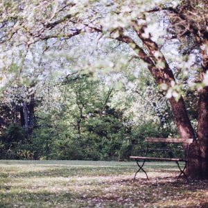桜の樹とベンチ