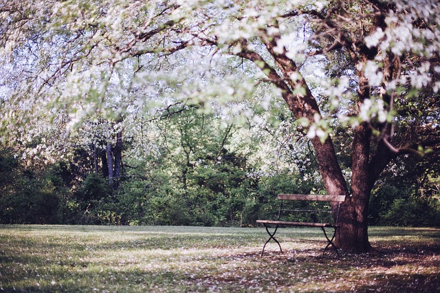 桜の樹とベンチ