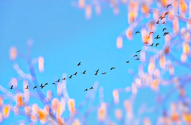桃色の花と飛ぶ鳥の群れ