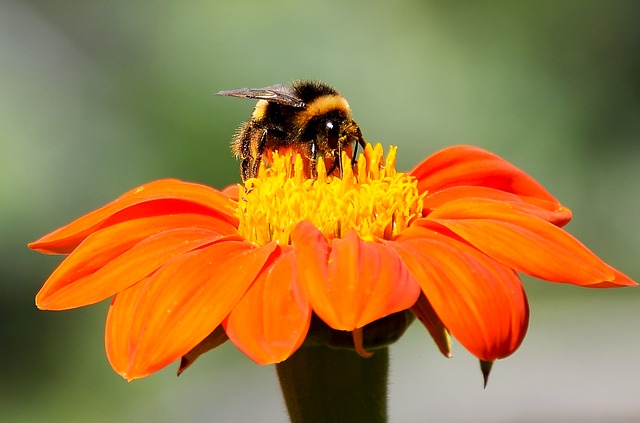 蜜蜂と橙花